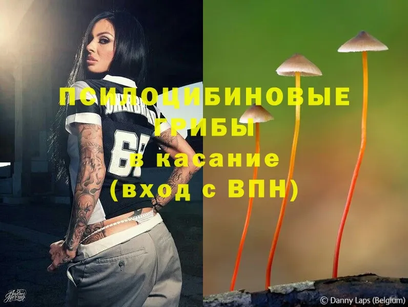 Галлюциногенные грибы Psilocybe  Буйнакск 